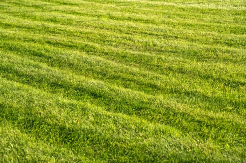 Freshly mowed lawn with clean stripes